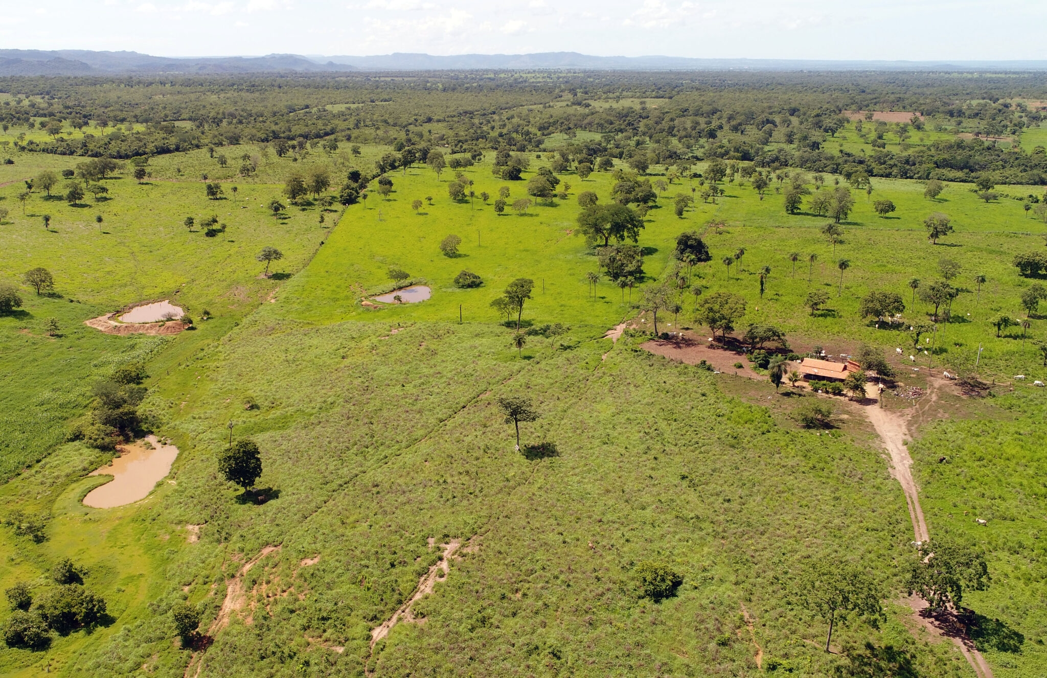 Apoio à implementação da plataforma de rastreabilidade Selo Verde em Tocantins, Brasil.