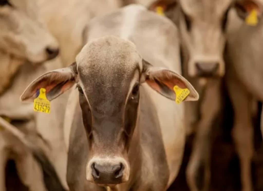 RASTREABILIDADE INDIVIDUAL DE BOVINOS PODE ABRIR NOVOS MERCADOS, DIZ PRESIDENTE DO INSTITUTO DO AGRONEGÓCIO