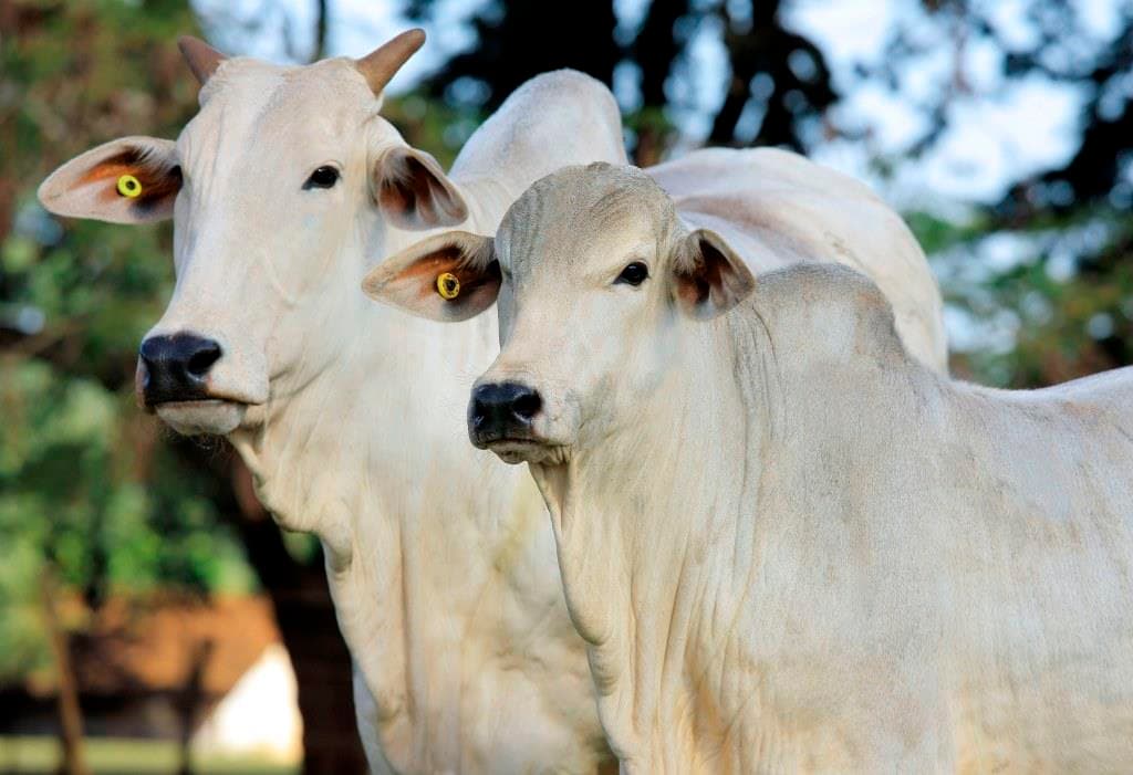 PROGRAMAS DE AUTOCONTROLE GARANTEM QUALIDADE DOS PRODUTOS DE ORIGEM ANIMAL