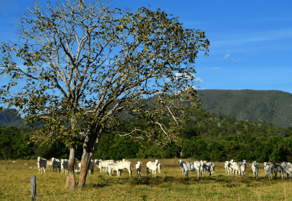 O PROTOCOLO DE MONITORAMENTO VOLUNTÁRIO DE FORNECEDORES DE GADO NO CERRADO