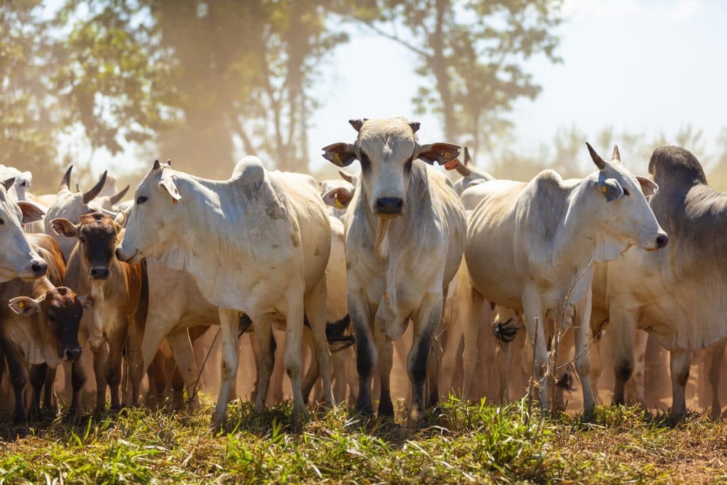 Entenda os principais pontos da proposta de rastreabilidade bovina entregue ao Mapa