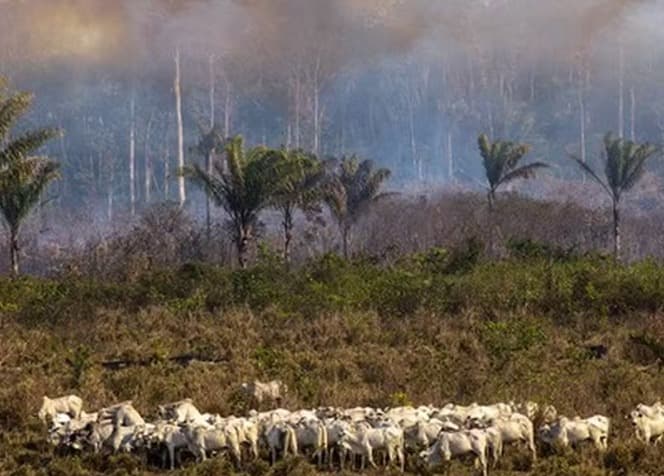 Frigoríficos ainda monitoram pouco o fornecimento de gado na Amazônia
