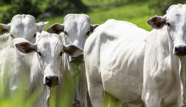 PECUÁRIA: ESTUDO TRAZ RAIO-X DE BOAS PRÁTICAS NO CAMPO
