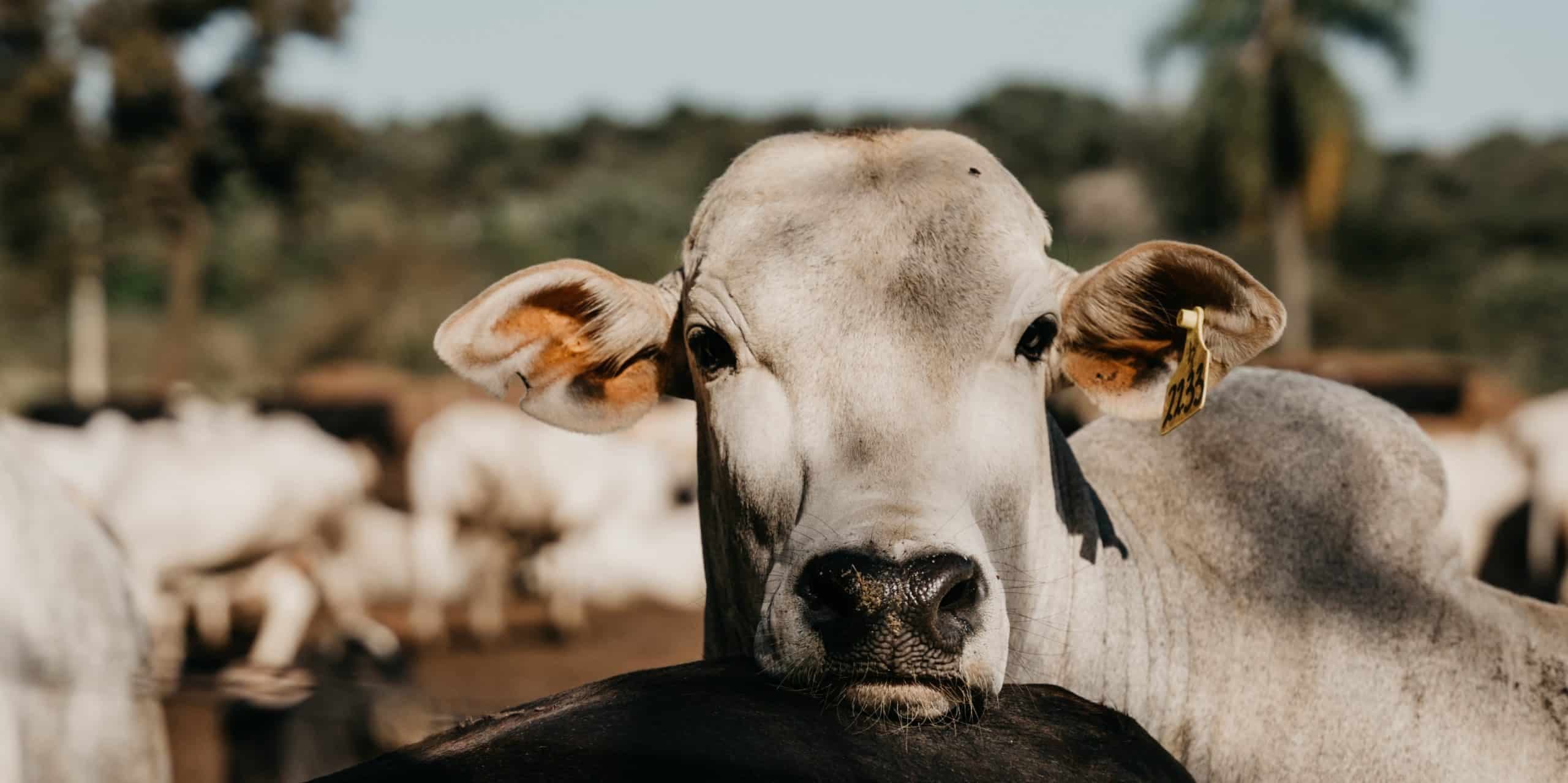 Rastreabilidade bovina será gradual e obrigatória a partir de 2027