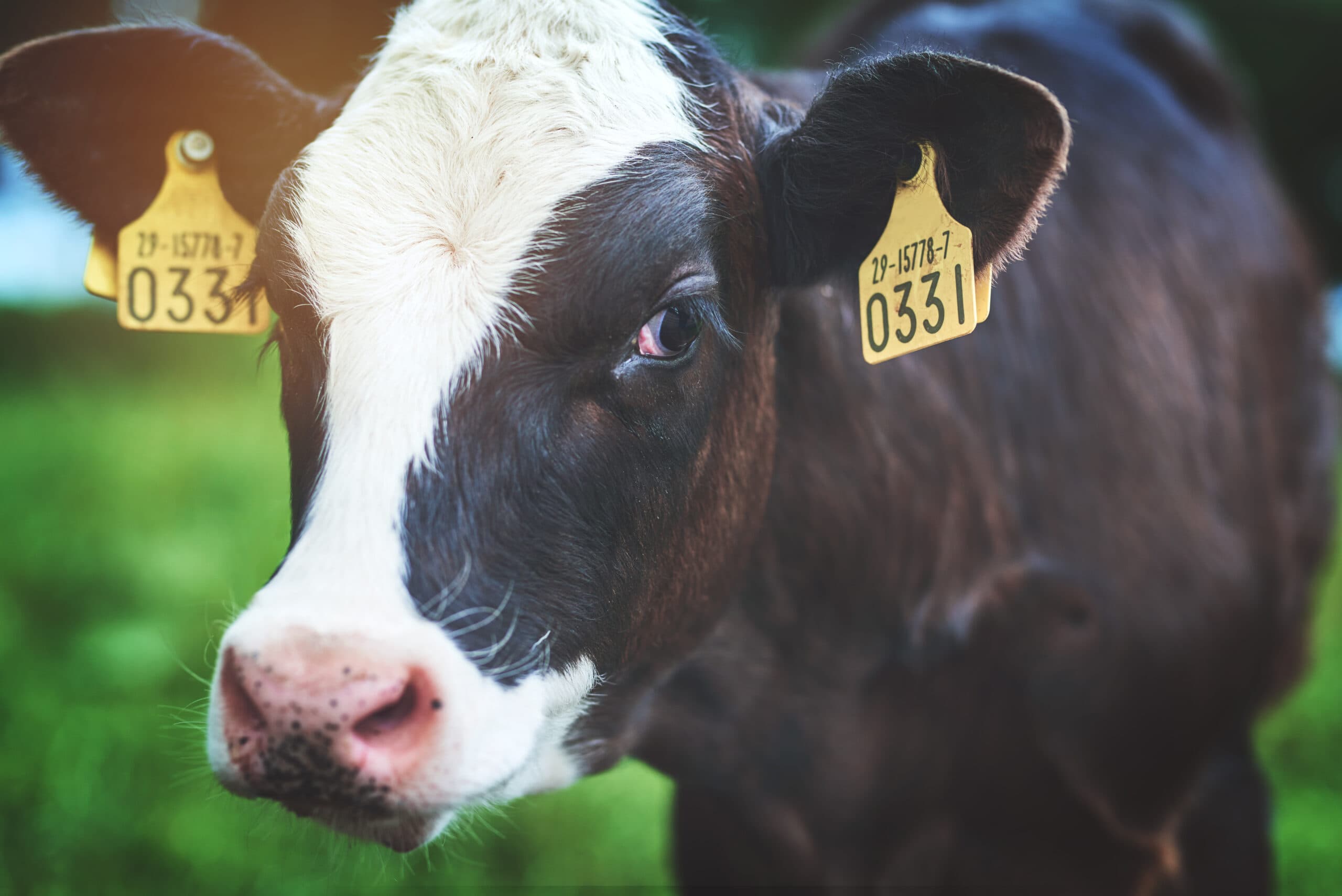 Boi com chip na Amazônia: como funciona o rastreamento para saber se a carne está livre de desmatamento