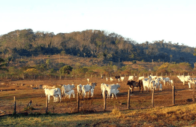 Fim do desmatamento e rastreabilidade da carne bovina são cruciais para Brasil reduzir emissões na pecuária